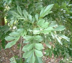 Image result for Trichilia prieuriana