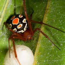 Reviewed by jennifer robinson, md on december 16, 2020. Pdf The Black Widow Spider Bite Differential Diagnosis Clinical Manifestations And Treatment Options