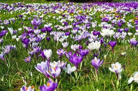 La primavera de 2020 comenzará el viernes 20 de marzo a las 02.50 hora gmt (dos más en. Cuando Empieza La Primavera 2020 Blog De Opcionis