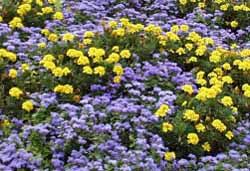 Image result for Ageratum