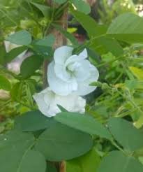 Jual bibit sayuran terbaik dengan harga murah. Jual Bibit Bunga Benih Bunga Online Bibitbunga Com