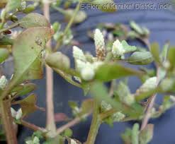 Image result for Nothosaerva