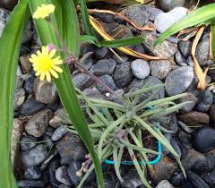 Image result for Othonna carnosa