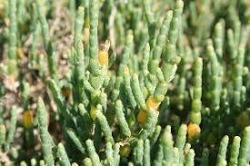 Image result for Sarcocornia natalensis