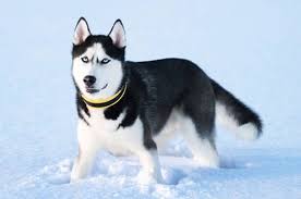 Doch auch andere hunderasse eignen sich für den zughundesport. Siberian Husky Hunderassen S Bilder Wesen Der Rasse