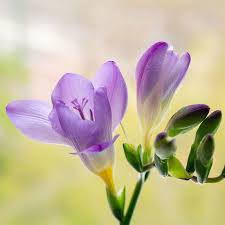 Image result for Freesia