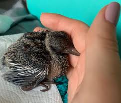 Place the baby bird in the hanging nest. How To Help Injured And Abandoned Wildlife During Hurricane Season Houstonia Magazine