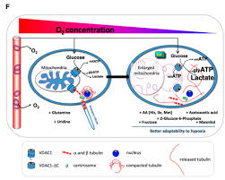 Carbon monoxide detectors are extremely important products to include within your home. Cancers November 2020 Browse Articles