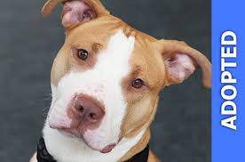 Find and adopt a pet on petfinder today. Richmond Aspca