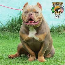 Canil De Mastim Napolitano Em Sp My Nossa Matriz Trililac Exotica Informacoes Tel Whatsapp 13 98839 2895 Siga No Instagram Canilpitbully Visite N Big Dogs Bully Breeds American Bully