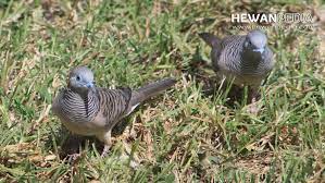 Anda dapat mengenali perbedaan burung perkutut betina dan jantan dari bagian pupur. 6 Cara Untuk Membedakan Burung Perkutut Jantan Dan Betina Hewanpedia