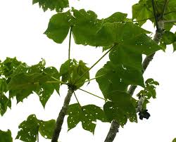 Image result for Sterculia quinqueloba