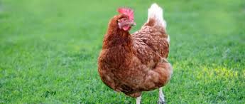 Huhn Ein Praktisches Haustier Fur Den Garten Das Tierlexikon De