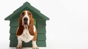 Check spelling or type a new query. Dog Kennel Business A Complete Guide On Starting And Growing It