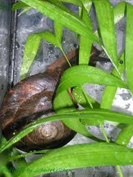 Species within the genus caracolus include: Caracolus Excellence Wildlife Photo Gallery Tieres Webseite