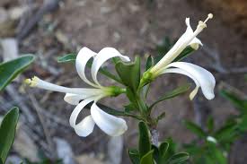 Image result for Turraea robusta