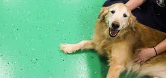 Our team provides a safe, fun, caring & boarding environment for you pets! Pet Resorts Of America