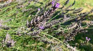 52 best images wann lavendel ernten / wann sind gurken reif zum ernten? Lavendel Ernten Bloggerine De Don T Panic