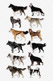 Prehistoric Drawing Wolf Realistic Anime Dog Drawing Clipart 3692903 Pikpng See more ideas about dog drawing, animal drawings, drawings. realistic anime dog drawing clipart