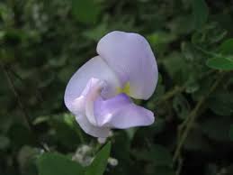 Image result for Vigna vexillata