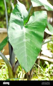 Xanthosoma hi-res stock photography and images