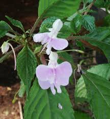 Image result for Impatiens hochstetteri