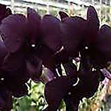 We did not find results for: Dendrobium Black Pearl Orchid World Red Fox Orchids