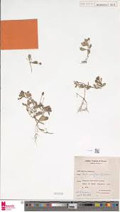 Image result for Triumfetta heliocarpa