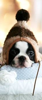 Click here to view boston terrier dogs in florida for adoption. French Bulldog Puppies For Sale Dogs For Sale Bulldog Puppies Boston Terrier French Bulldog Puppies