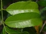 Image result for Salacia leptoclada
