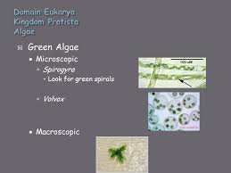 Bacteria Protists Fungi Taxonomy Is Changing Dna Technology Is Showing Relationships Previously Not Known You Will Hear The Term Clade What Ppt Download