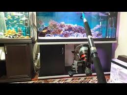 Olta Ile Balik Beslemek Akvaryum Baliklari Smart Aquarium Fish Akvaryum Balik Balik