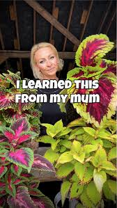 Image result for Coleus pentheri