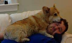 Corgi Human Domination