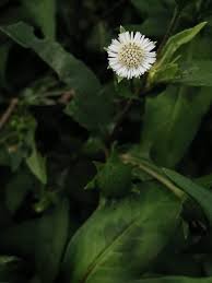 Image result for Eclipta prostrata