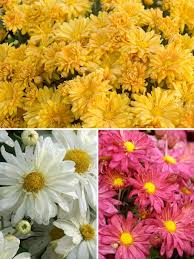 As a special thanks to our fabulous mums for all the amazing things they do all year round, there is no question that the best mother's day gift is the simple act of giving flowers. Mum Collection Daisy Bluestone Perennials