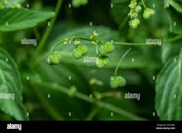 Image result for Micrococca mercurialis