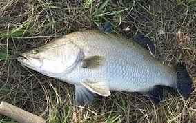 Umpan ikan bawal siang hari harus anda tahu jika ingin memancing ikan bawal di jam jam siang. Tehnik Umpan Mancing Ikan Kakap Putih Besa Dengan Mudah Mancing Mania