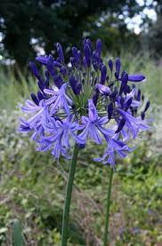 Agapanthus Timaru Coplant Agapanthus Trees To Plant Garden Bulbs