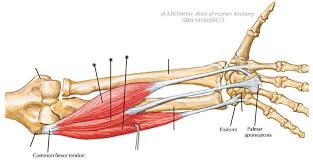 Maybe you would like to learn more about one of these? A Below Are Some Of The Anterior Superficial Layer Chegg Com