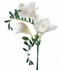 Pin On Flowers