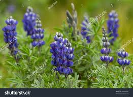 Image result for Lupinus pubescens