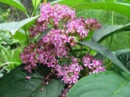 Image result for Hyparrhenia dichroa