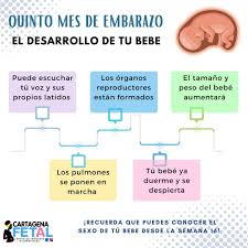 Cartagena Fetal : Radiologia