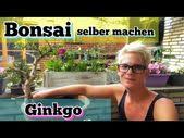 Bonsai fur den garten gartenbonsai ab 2500 gunstig kaufen. Bonsai Bonsai Selber Machen Rettungsaktion Eines Ginkgo Aus Meinem Garten Bonsai Erstellen Youtube Ginkgo Bonsai Selber Machen