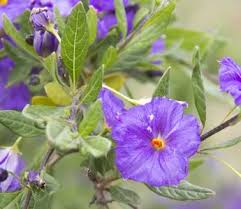 Image result for Lycianthes