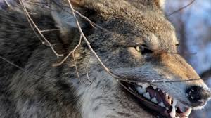 These are the best wallpapers for your pc gaming setup! Wolf Wallpaper 4k 1951589 Hd Wallpaper Backgrounds Download