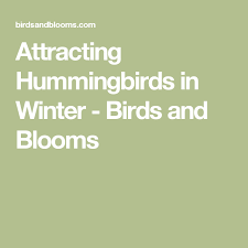 Birds Blooms Magazine Telephone Number Attracting Hummingbirds In Winter Birds And Blooms How To Attract Hummingbirds Blue Bird Tips