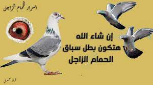 اقوي حافز لعودة الحمام الزاجل للوفت وبسرعة طرق تحفيز الحمام الزاجل قبل animals owl bird