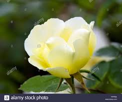 Versatile and elegant blooms in a shade between rose gold and copper. The Earth Rosaceae Rose Bushes Seeds Yellow Rose 50 Fresh Flowers Indoor Plants Home Urbytus Com